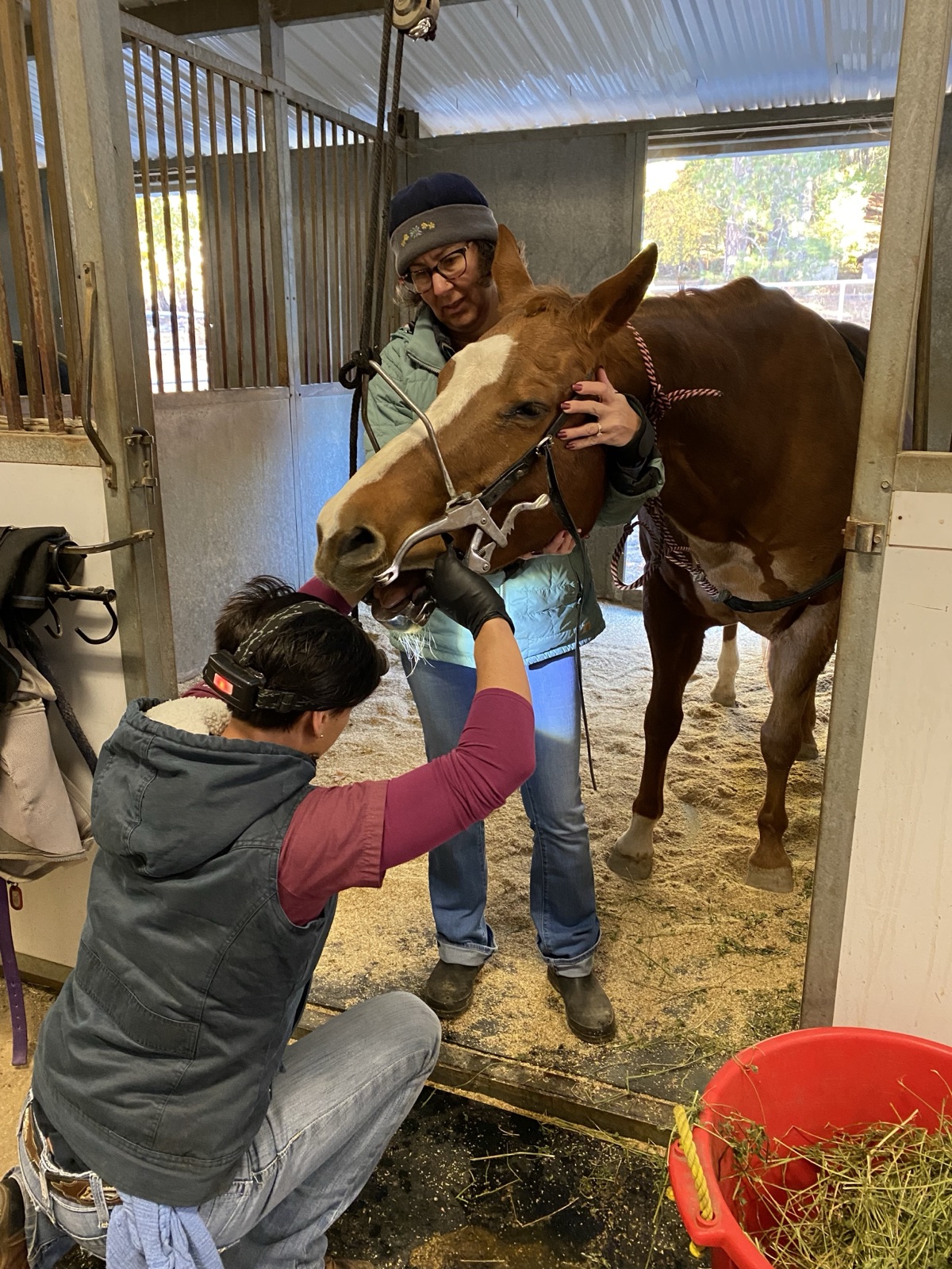 Christine Hernandez working hands-on at a horse rescue