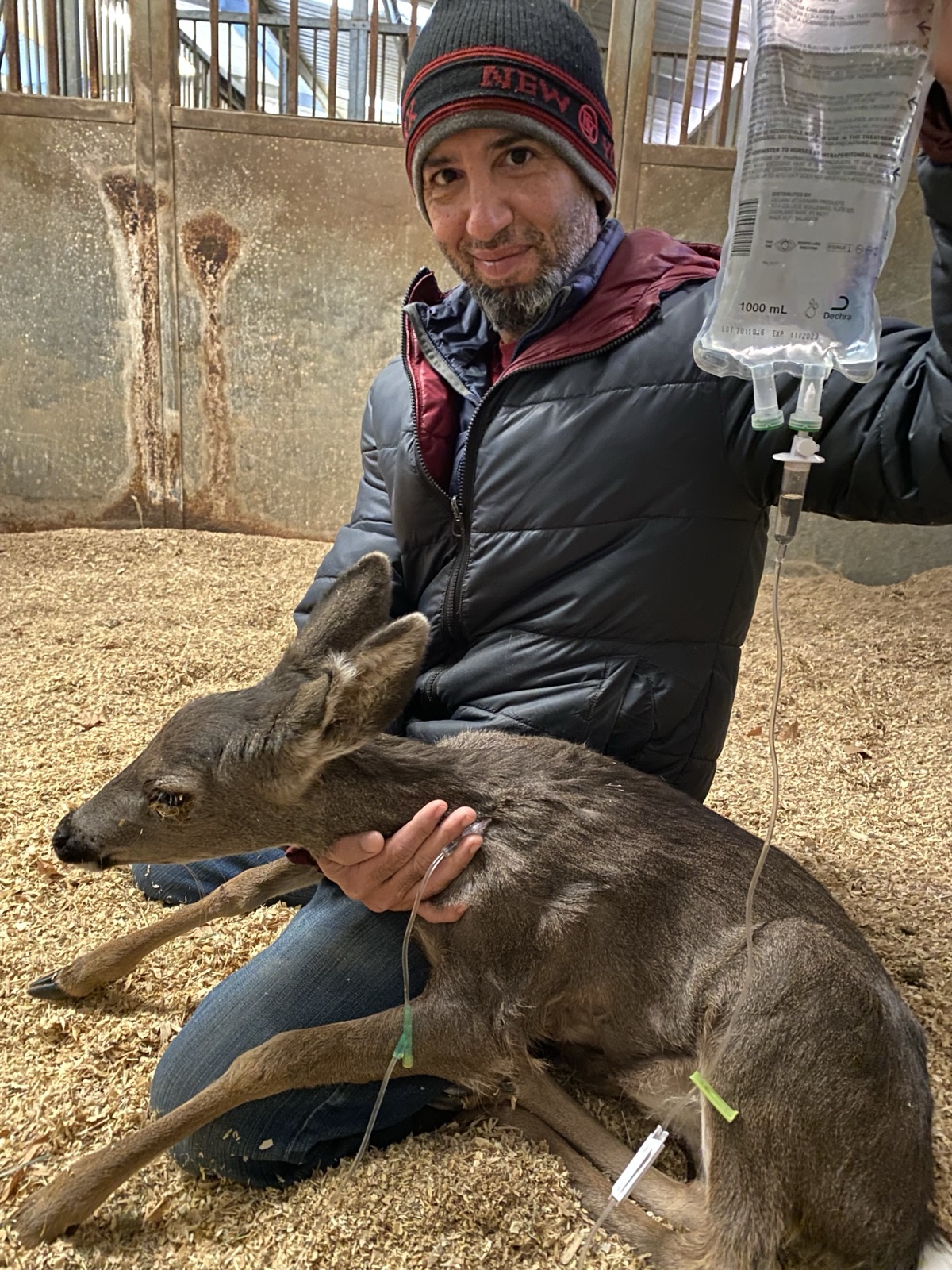 Vincent Hernandez caring for an injured deer during a rescue